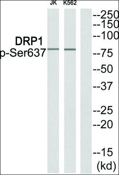 Anti-phospho-DRP1 (pSer?³?) antibody produced in