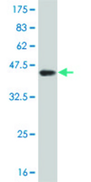 ANTI-TSSK2 antibody produced in mouse