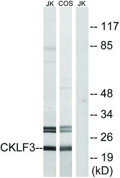 Anti-CKLF3 antibody produced in rabbit