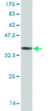 ANTI-ZIC1 antibody produced in mouse
