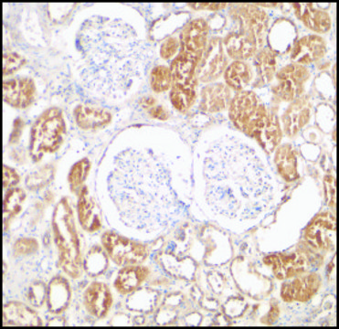 Anti-XIAP antibody produced in rabbit