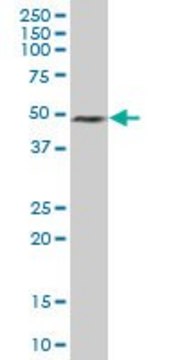 Anti-ELAVL3 antibody produced in mouse