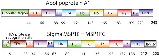 Membrane Scaffold Protein 1FC