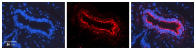 Anti-NOTCH1 antibody produced in rabbit