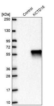 Anti-KCTD16 antibody produced in rabbit
