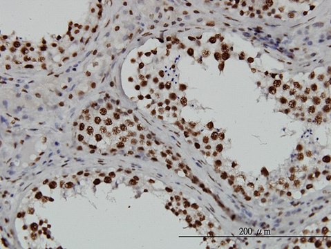 Monoclonal Anti-TAF11, (C-terminal) antibody produced