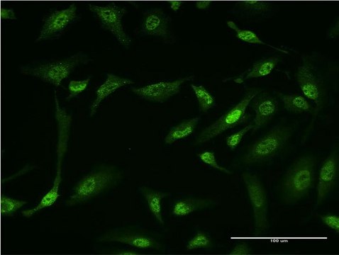 Monoclonal Anti-GLI1 antibody produced in