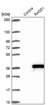 Anti-RASD1 antibody produced in rabbit