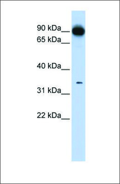 Anti-PRKRA antibody produced in rabbit