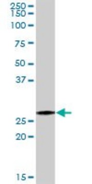 Anti-PSMA7 antibody produced in rabbit