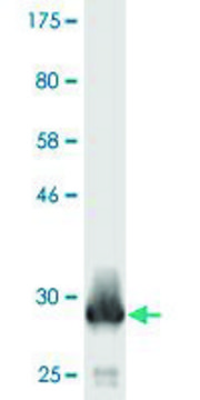 Monoclonal Anti-ATP5E antibody produced in