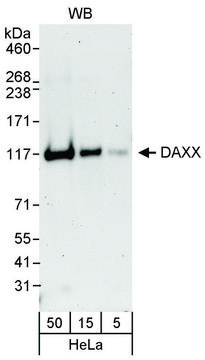 Rabbit anti-DAXX Antibody, Affinity Purified