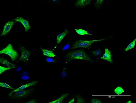 Anti-FOLR1 antibody produced in rabbit