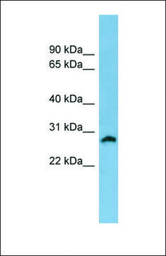 Anti-SRD5A2, (N-terminal) antibody produced in