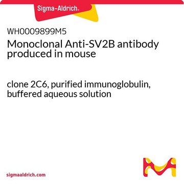 Monoclonal Anti-SV2B antibody produced in