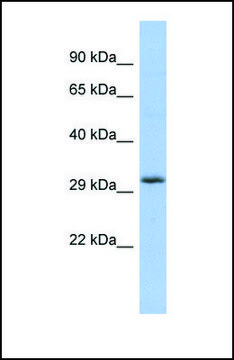 Anti-FGF13 antibody produced in rabbit
