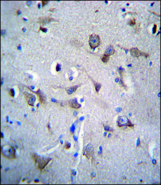 ANTI-YIF1B (N-TERM) antibody produced in