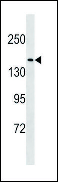 ANTI-NU188 (N-TERM) antibody produced in