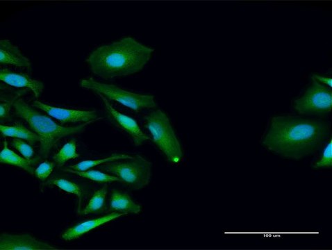 Anti-PCID2 antibody produced in rabbit