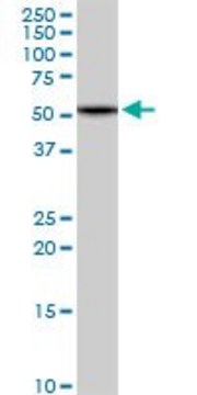 Anti-HBS1L antibody produced in rabbit