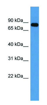 Anti-COL9A3 (C-terminal) antibody produced in