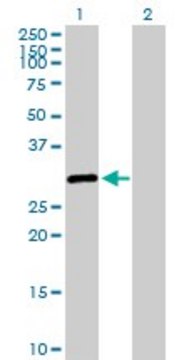 Anti-SALL2 antibody produced in rabbit