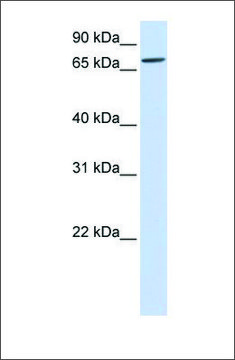 Anti-IL1RAPL2 antibody produced in rabbit