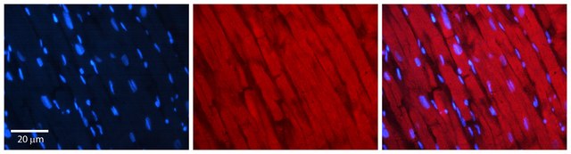 Anti-BAT3 (C-terminal) antibody produced in