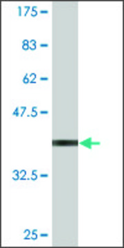 Monoclonal Anti-ZNF306 antibody produced in