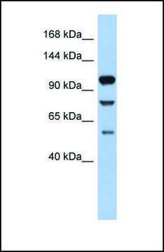 Anti-TLR9, (N-terminal) antibody produced in