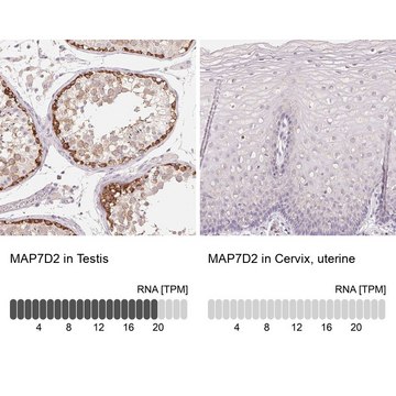 Anti-MAP7D2 antibody produced in rabbit