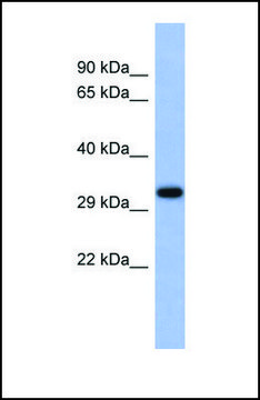 Anti-USF1 antibody produced in rabbit