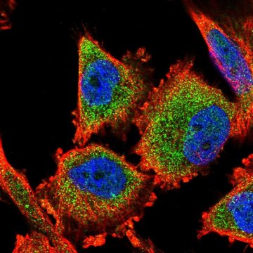 Anti-C14orf159 antibody produced in rabbit