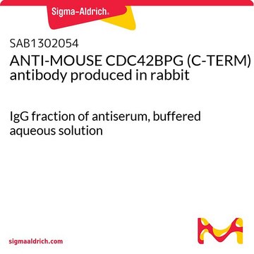 ANTI-MOUSE CDC42BPG (C-TERM) antibody produced