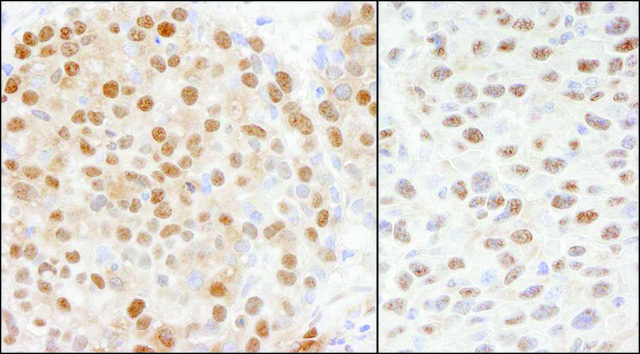 Rabbit anti-Cul4a Antibody, Affinity Purified