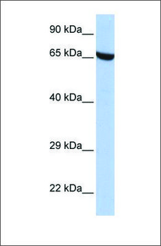 Anti-ZNF528 antibody produced in rabbit