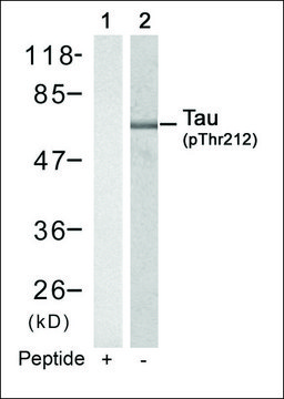 Anti-phospho-MAPT (pThr?²¹) antibody produced in