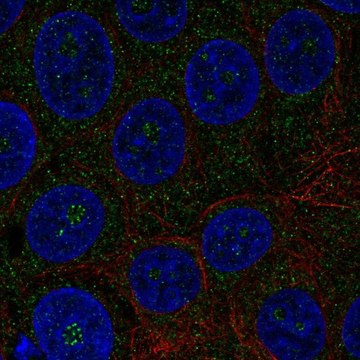 Anti-TMEM217 antibody produced in rabbit