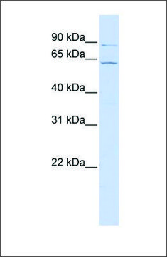Anti-ARL6IP2 antibody produced in rabbit