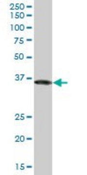 Monoclonal Anti-GAPDH, (C-terminal) antibody produced