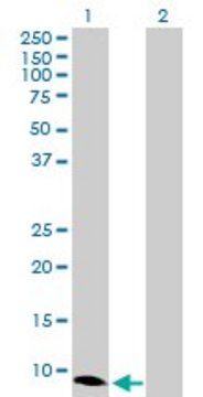 Anti-CXCL10 antibody produced in rabbit