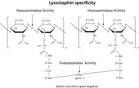 Lysostaphin from Staphylococcus staphylolyticus