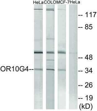 Anti-OR10G4 antibody produced in rabbit