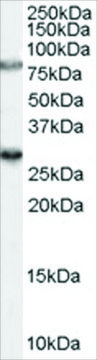 Anti-SV2A antibody produced in goat