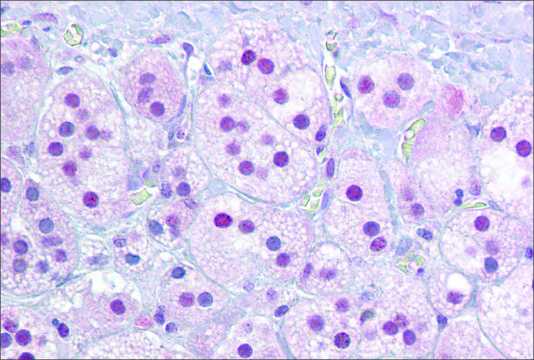 Anti-NR4A1 antibody produced in rabbit