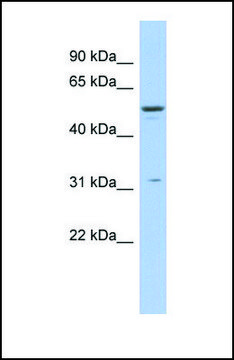 Anti-TRIM14 antibody produced in rabbit