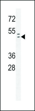 ANTI-RAD9 (S387) antibody produced in