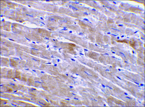 Anti-GFR?3 antibody produced in rabbit
