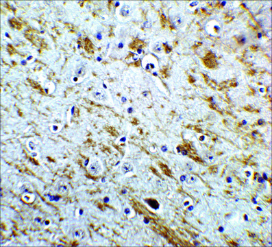 Anti-NELF antibody produced in rabbit