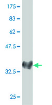 Monoclonal Anti-NEUROG1 antibody produced in
